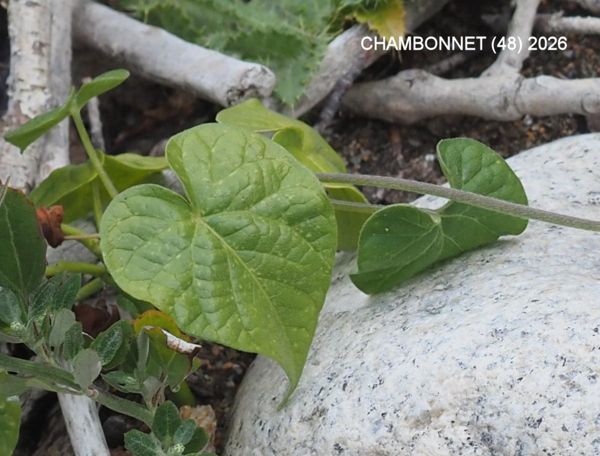 Morning Glory leaf